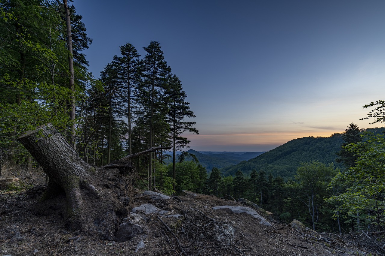 Reviving the Earth's Lungs: The Importance of Forest Conservation